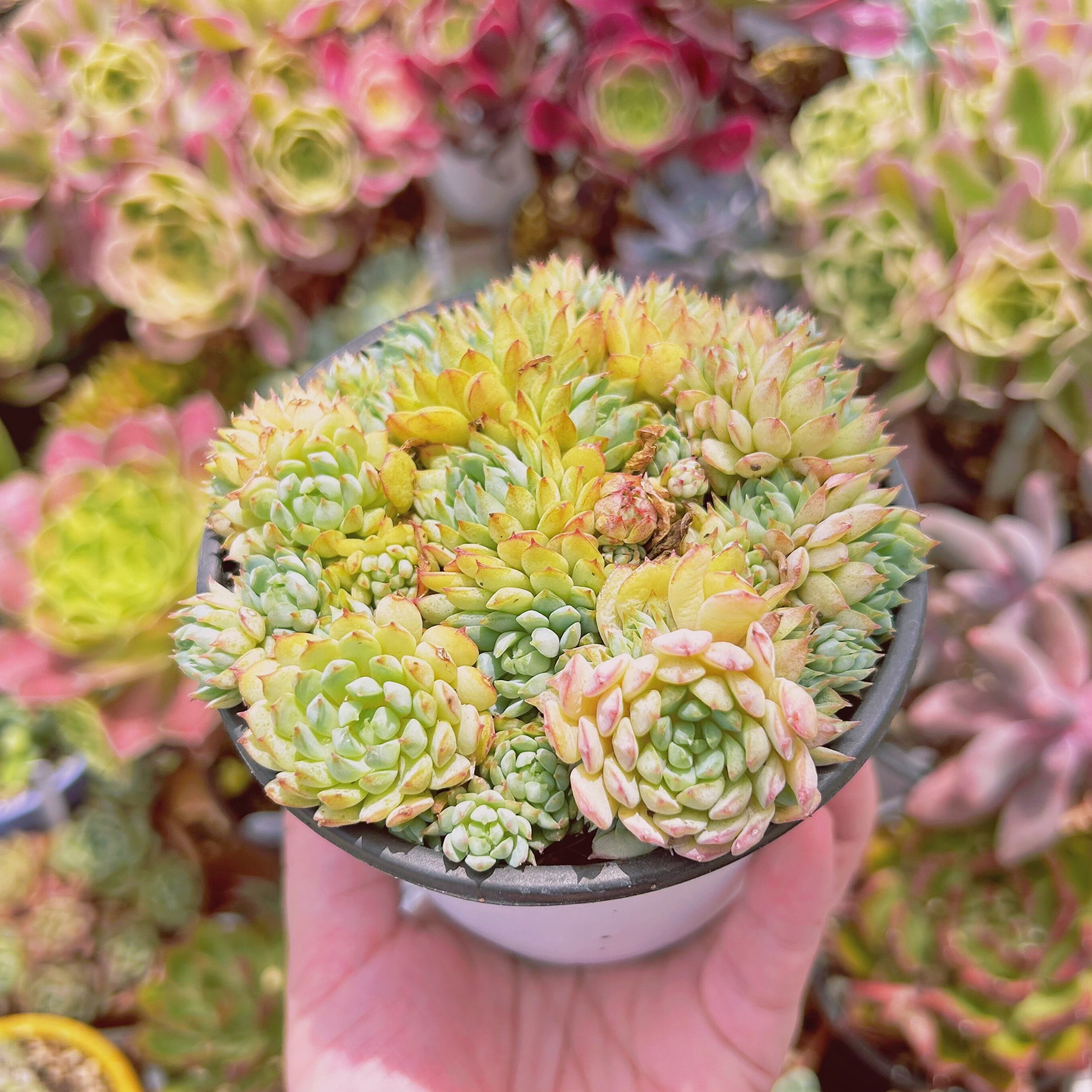 多肉植物　グロブローサ×ラウイ① 多肉植物 グロブローサ×ラウイ① - メルカリ