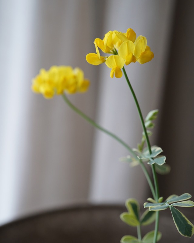 花付き　コロニラ バレンティナ バリエガータ　2.5号