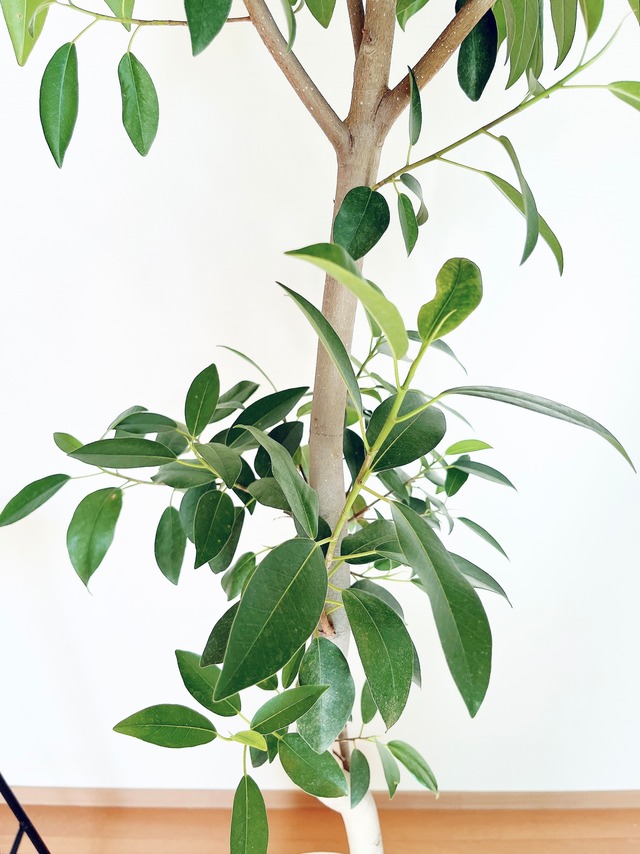 《希少》フィカス ジャンボリーフ 曲がり 幹太 XLサイズ 観葉植物 calm cafe