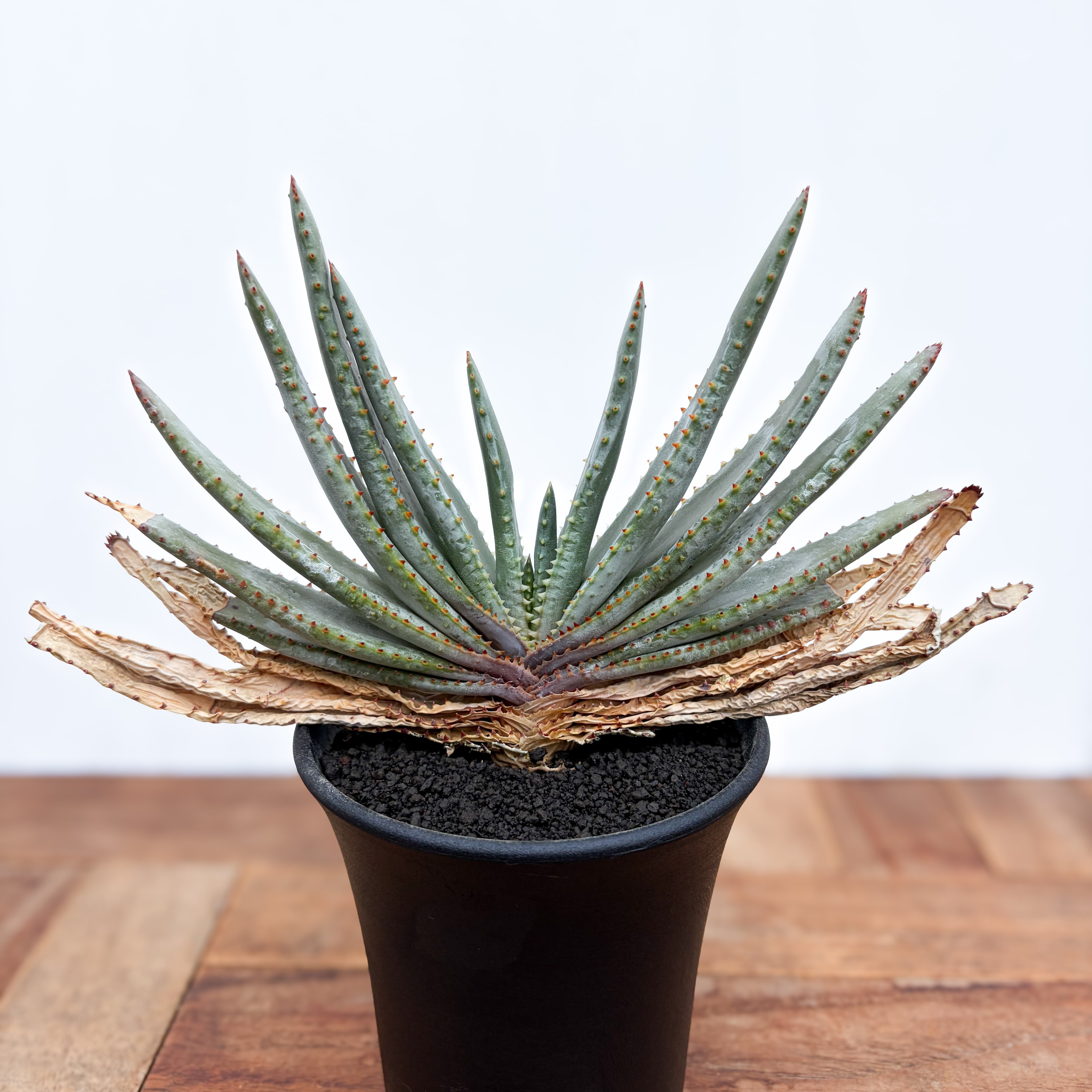 Aloe dichotoma【アロエ・ディコトマ】 | RIMO'S GREEN 【Saboten