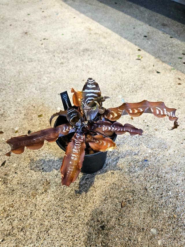 Cryptanthus Doze 【artPLANTs】クリプタンサス/ブロメリア