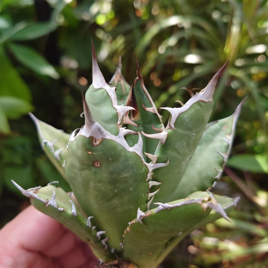 アガベ チタノタ オアハカ Agave titanota Oaxaca 12 | 多肉植物ハオルチア・アガベ・サンスべリアの店mellowgarden  powered by BASE