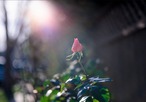 【良品】Auto Rokkor PF 55mm f1.8 緑のロッコール