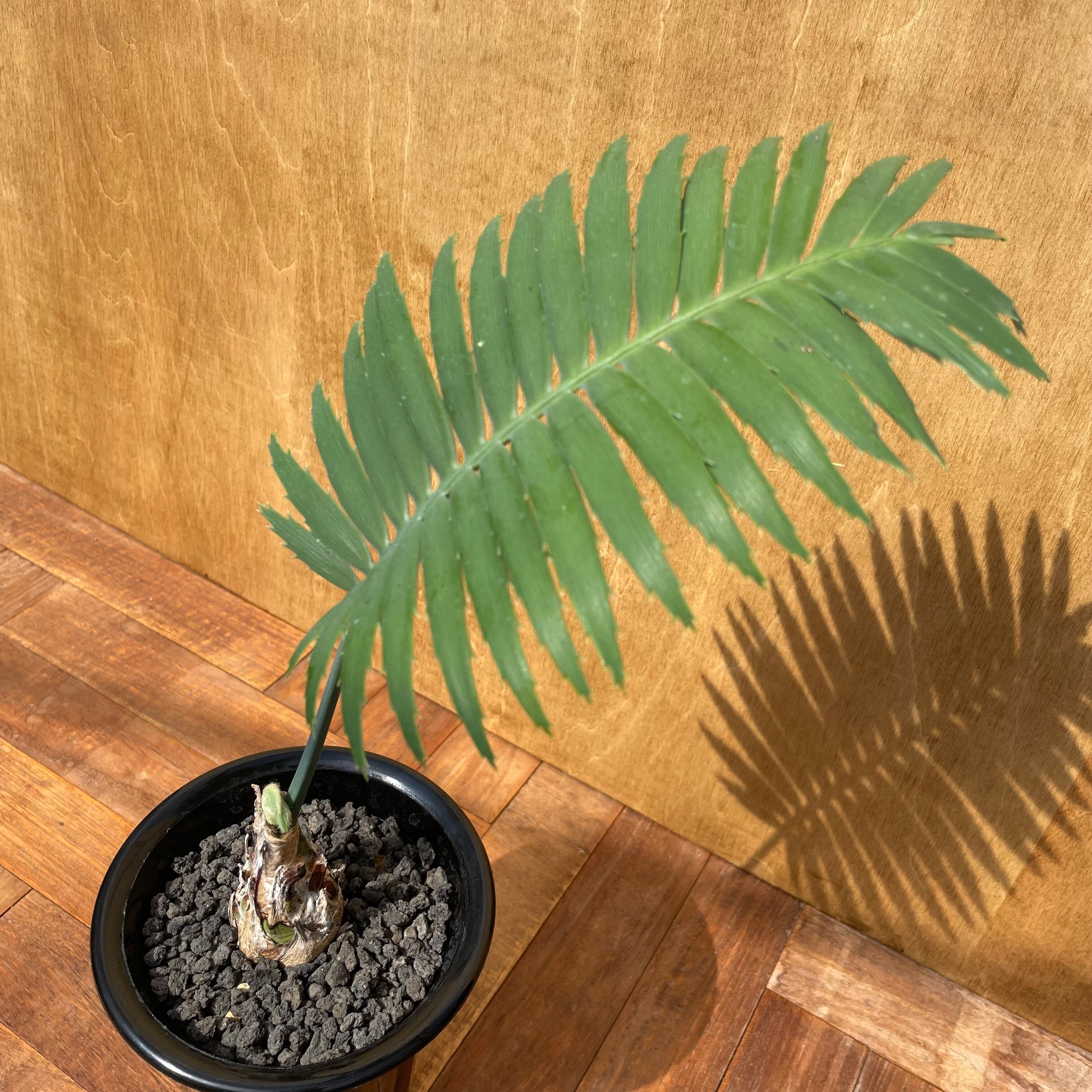 Dioon spinulosum【ディオーン・スピヌローサム】 | RIMO