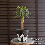 ユッカ デスメティアーナ コンパクター 5号 マーブル樹脂ポット Yucca Desmetiana ヤシ 幹立ち 0628BK