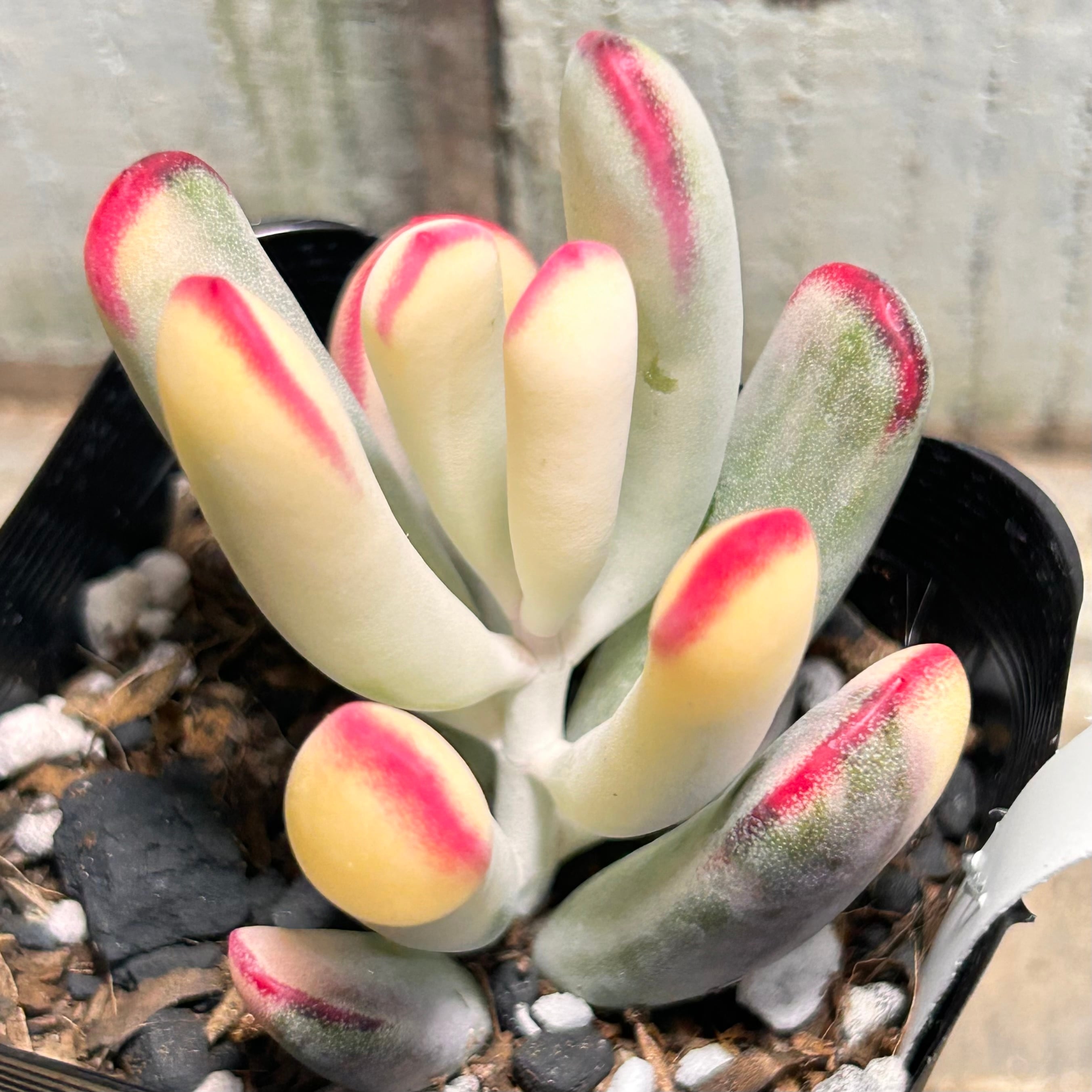 錦 | RuPo 多肉植物専門店