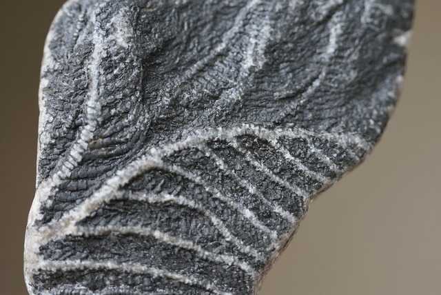 ウミユリ化石  Crinoid Fossil
