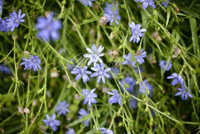 083 チコリの花