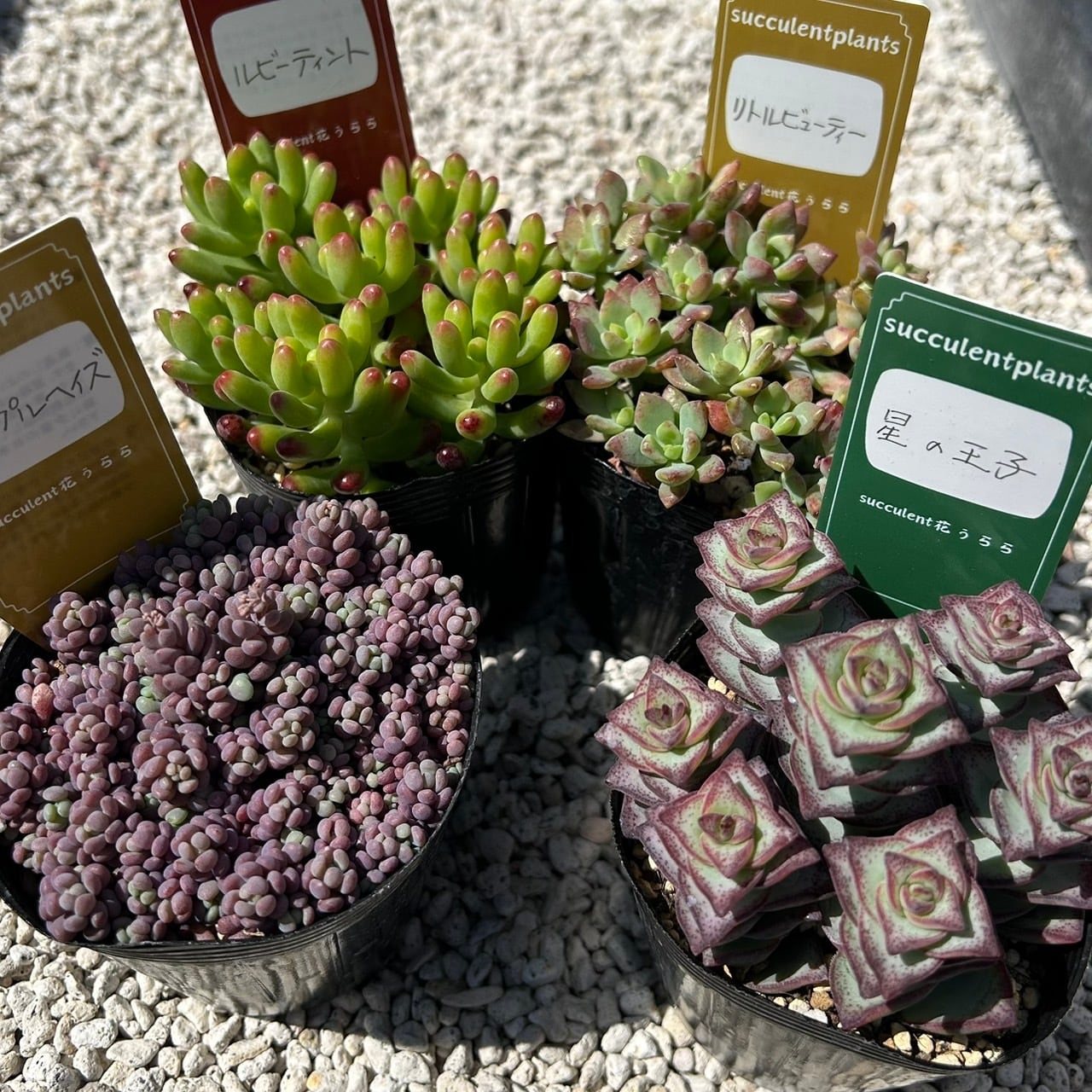 ALL ITEM | Succulent 花うらら 〜多肉植物