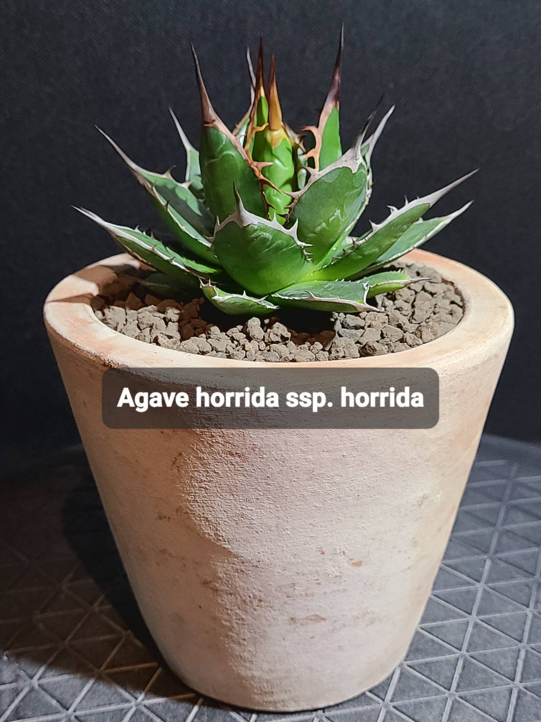 アガベ オテロイ ivory