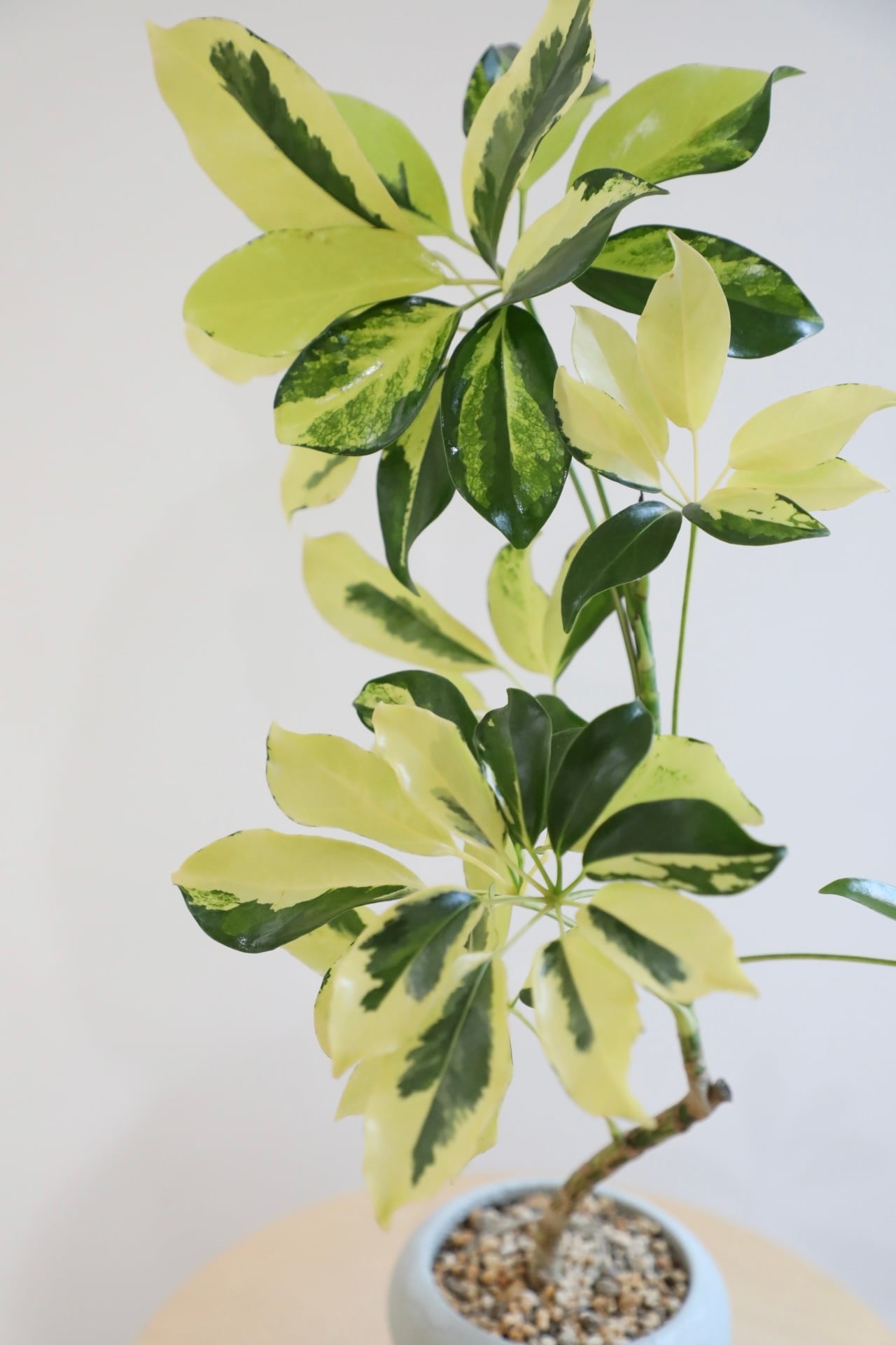 陶器 シェフレラ 観葉 植物 観葉植物 本物 現品 シェフレラ コンパクタ