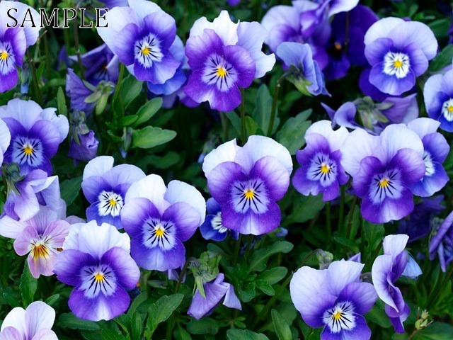 長岡天満宮　花彩々　JPEG (3)