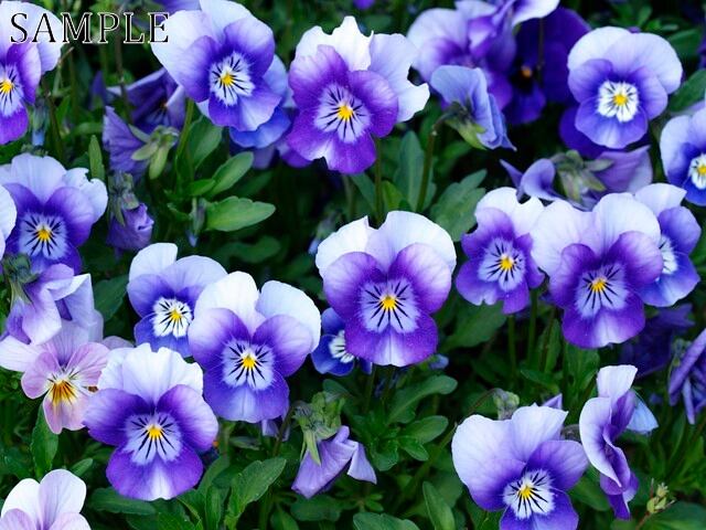 長岡天満宮　花彩々　JPEG (3)