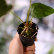 【希少】Anthurium Queen of Heart / アンスリウム クイーン オブ ハート⑮ / 観葉植物<育て方・花言葉>