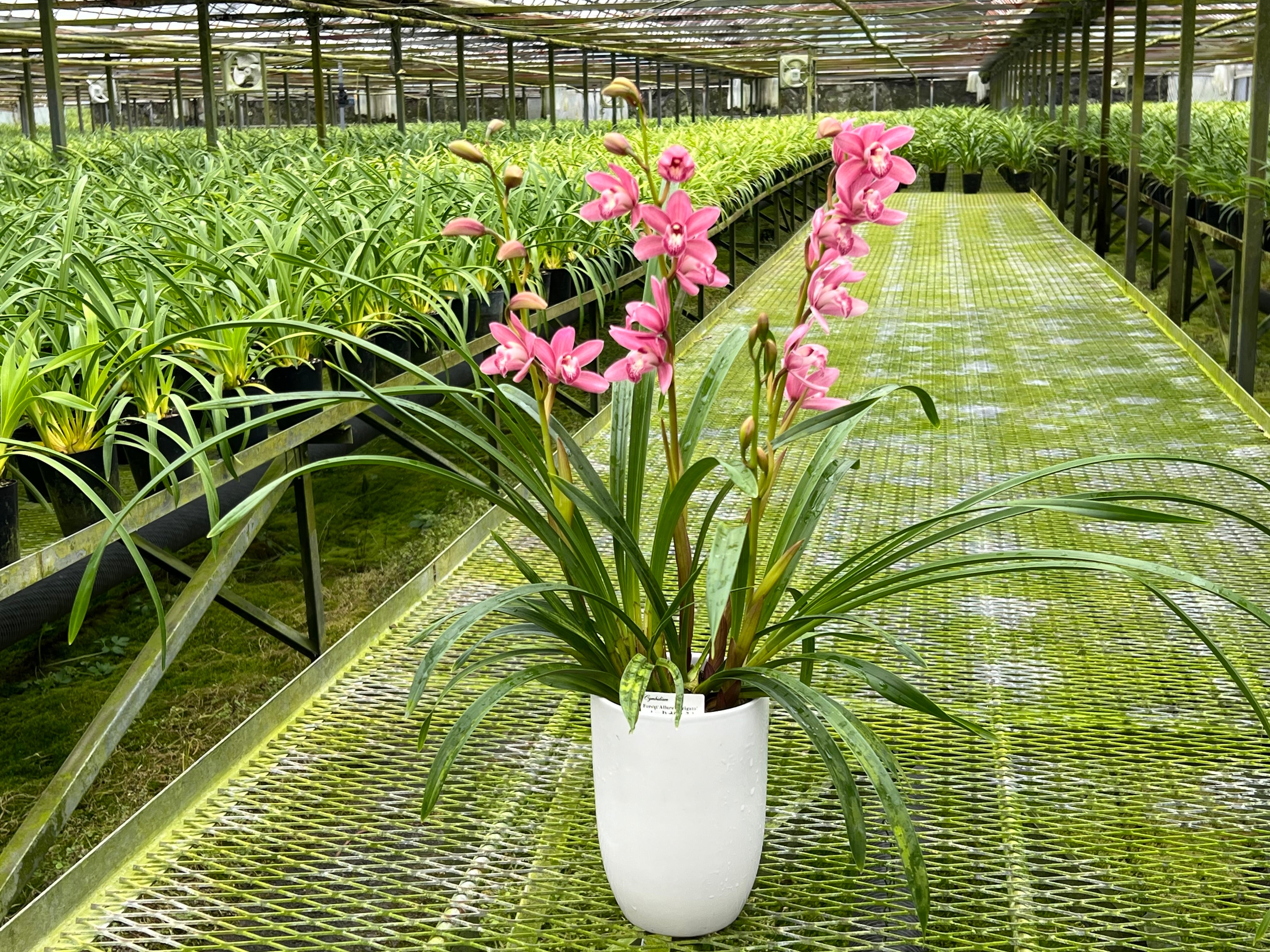 しんびすとのらん屋さんBASE【シンビジューム / シンビジウム専門店】