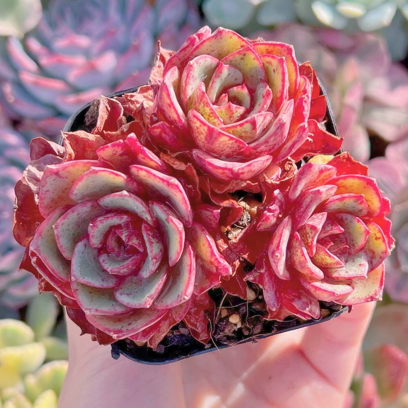 現品　アズタ#587　群生　るる農園