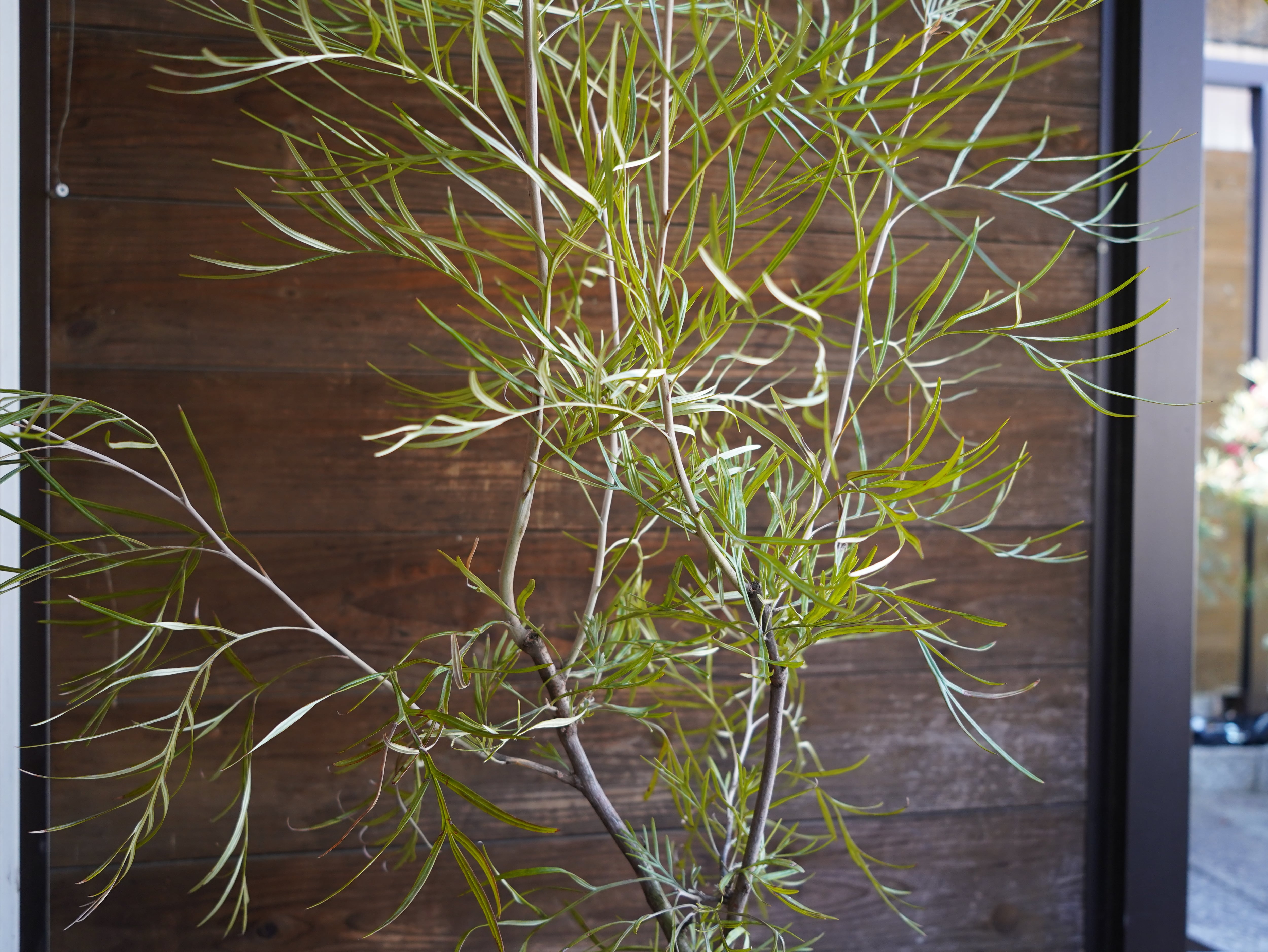 【現物】グレビレア　"ピンクサプライズ"