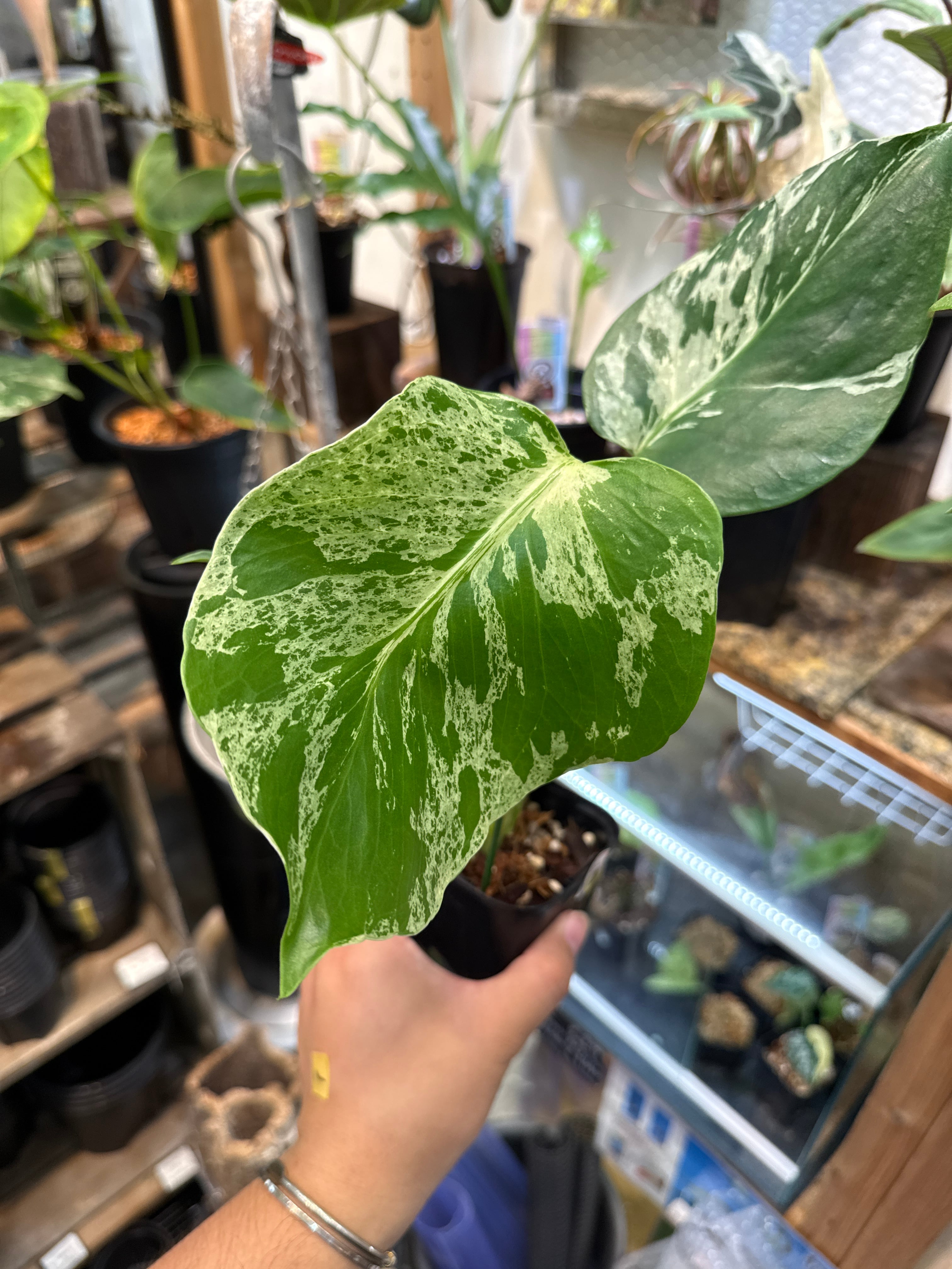 ② モンステラ デリシオサ バルバソー | Gardenえん 【観葉熱帯植物】