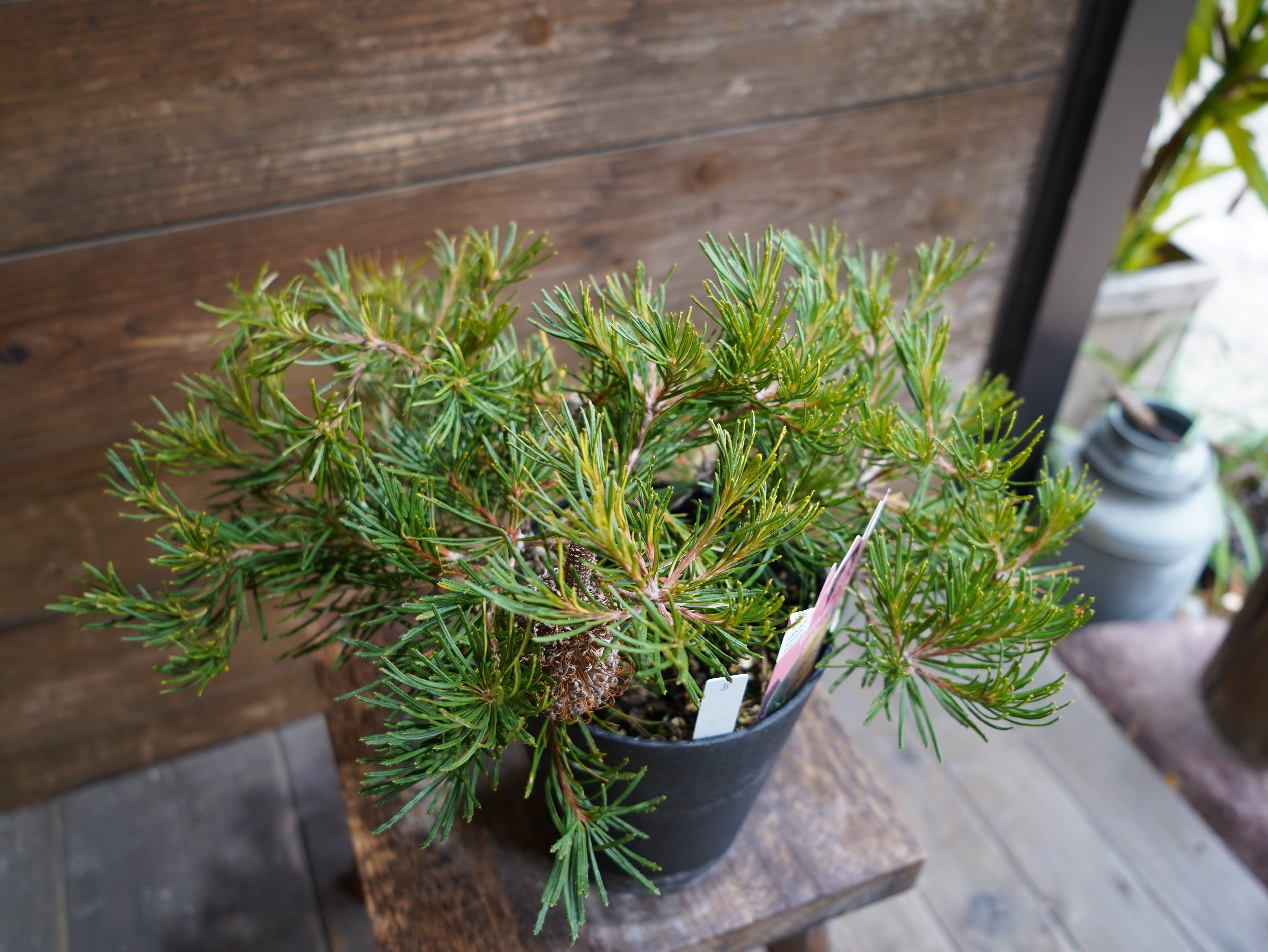 【現物】バンクシア　”バースデーキャンドル”　B