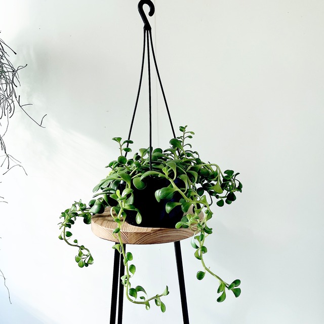 《希少》セネキオ ヤコブセニー 観葉植物 吊り下げ calm cafe