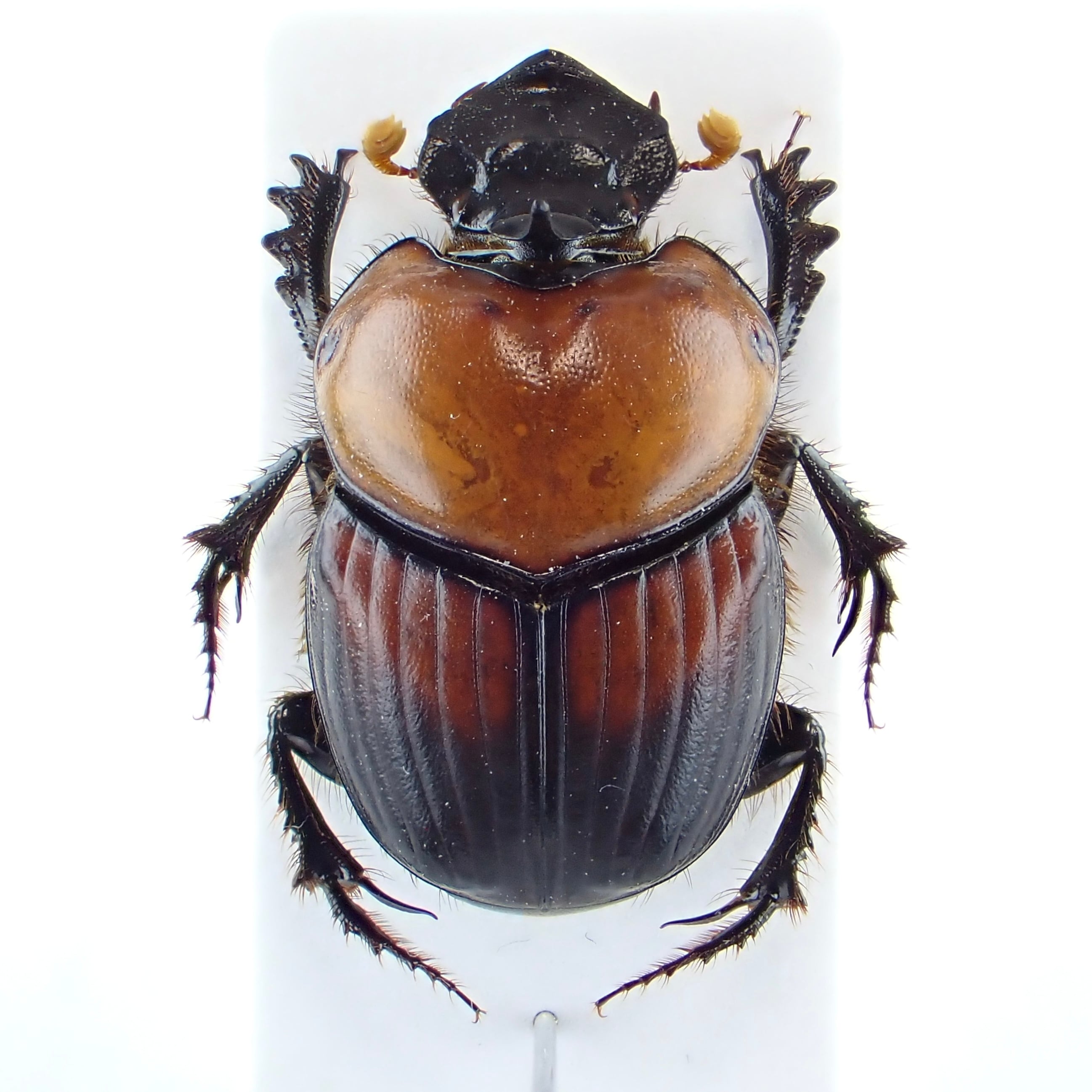 ベトナム産 Onthophagus rubricollis ♂ 17mm | 昆虫標本 Diggers