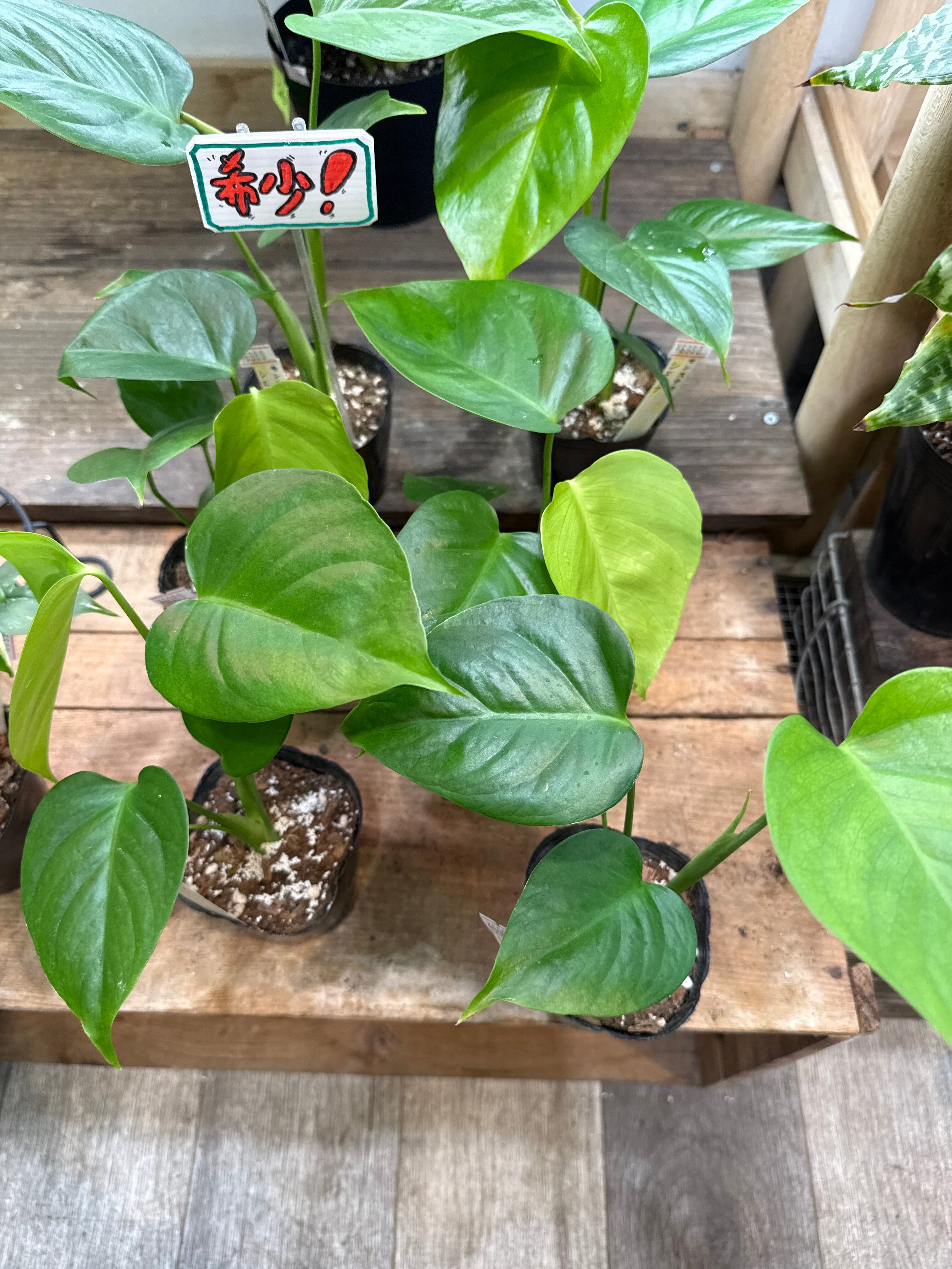 希少！ モンステラ D. var シエラナ | Gardenえん 【観葉熱帯植物】