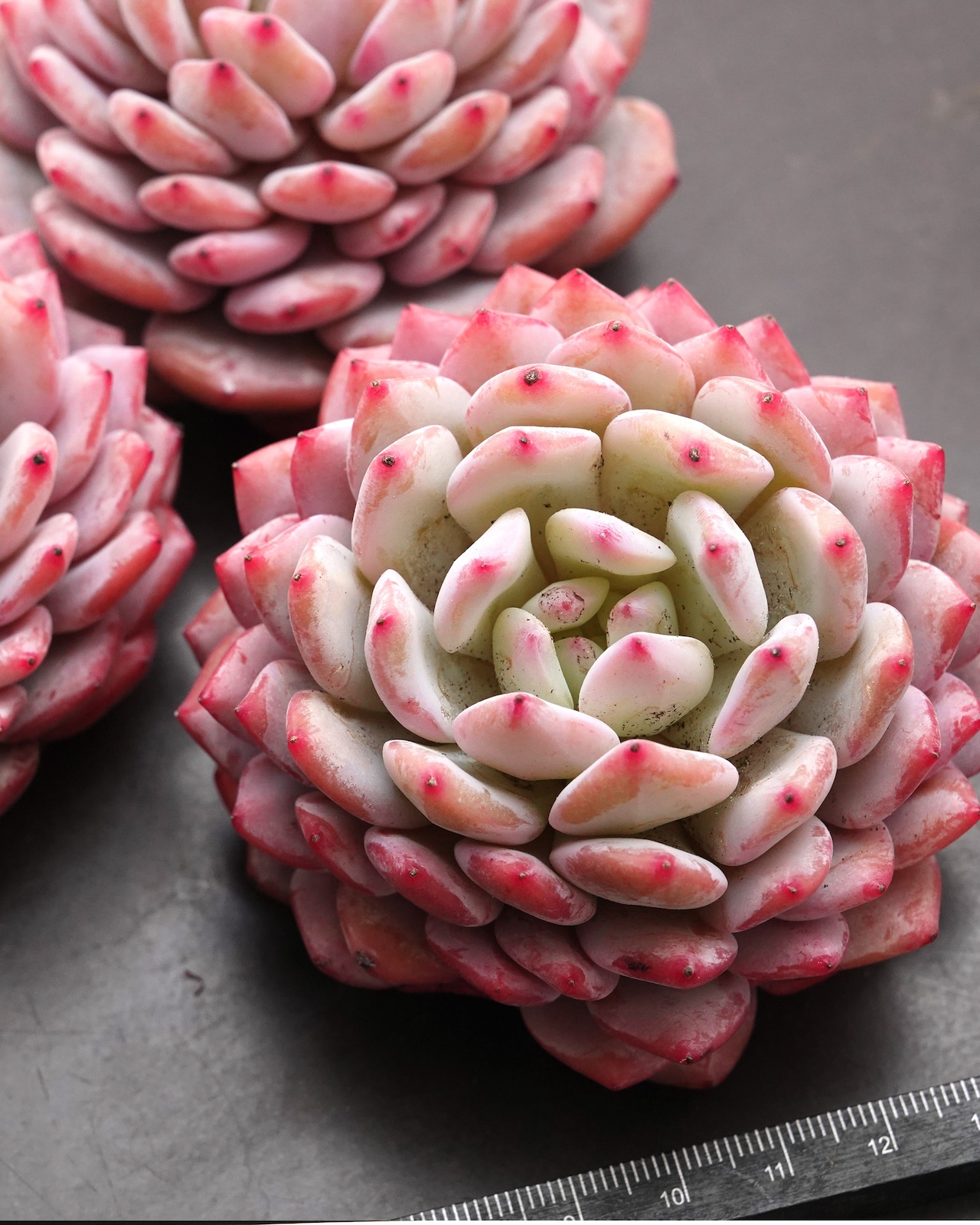 カット苗 スターオレンジ(モンロースター) Echeveria 'Monroe Stars'