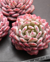 カット苗 スターオレンジ(モンロースター) Echeveria 'Monroe Stars'