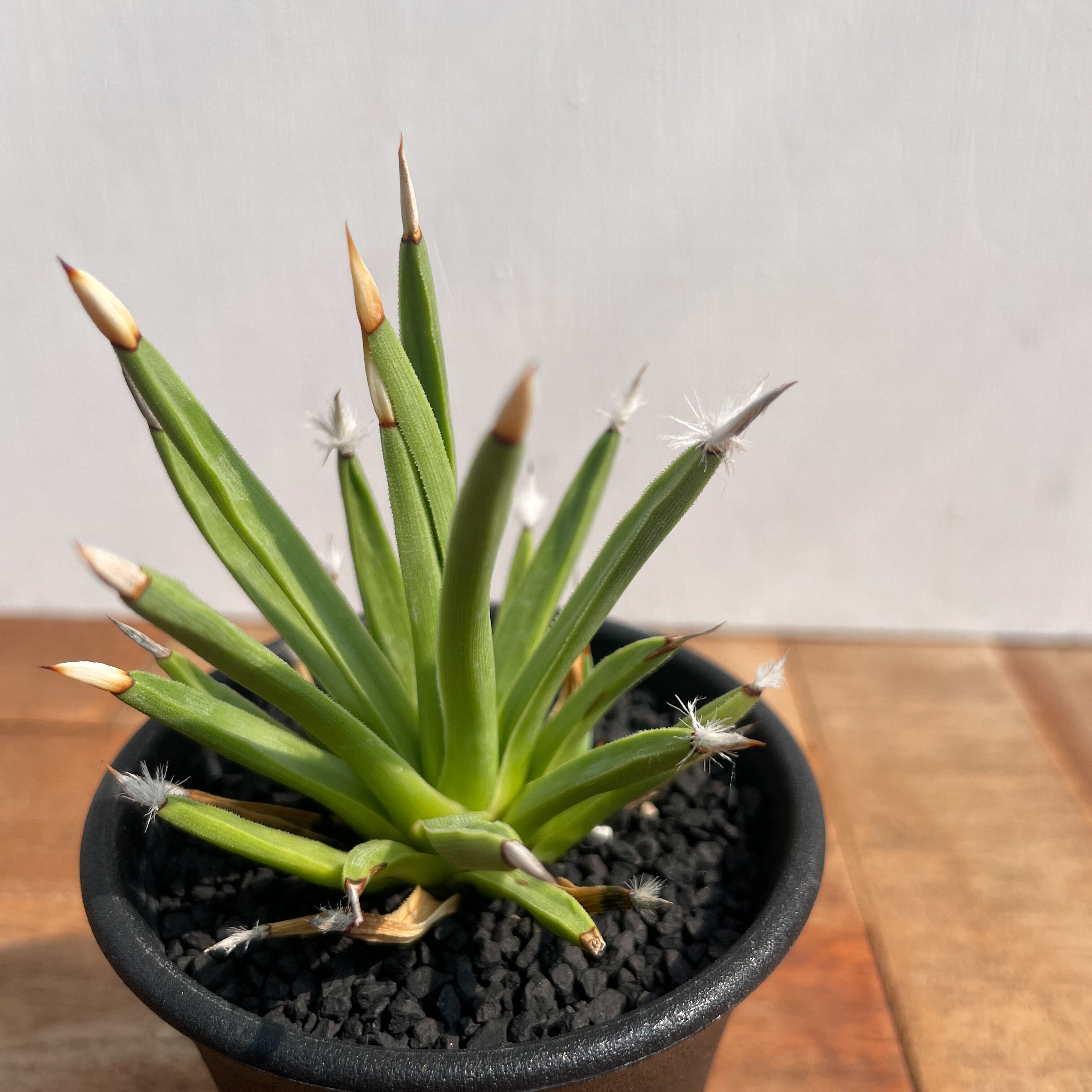 Agave albopilosa 【アガベ・アルボピローサ】 | RIMO'S GREEN