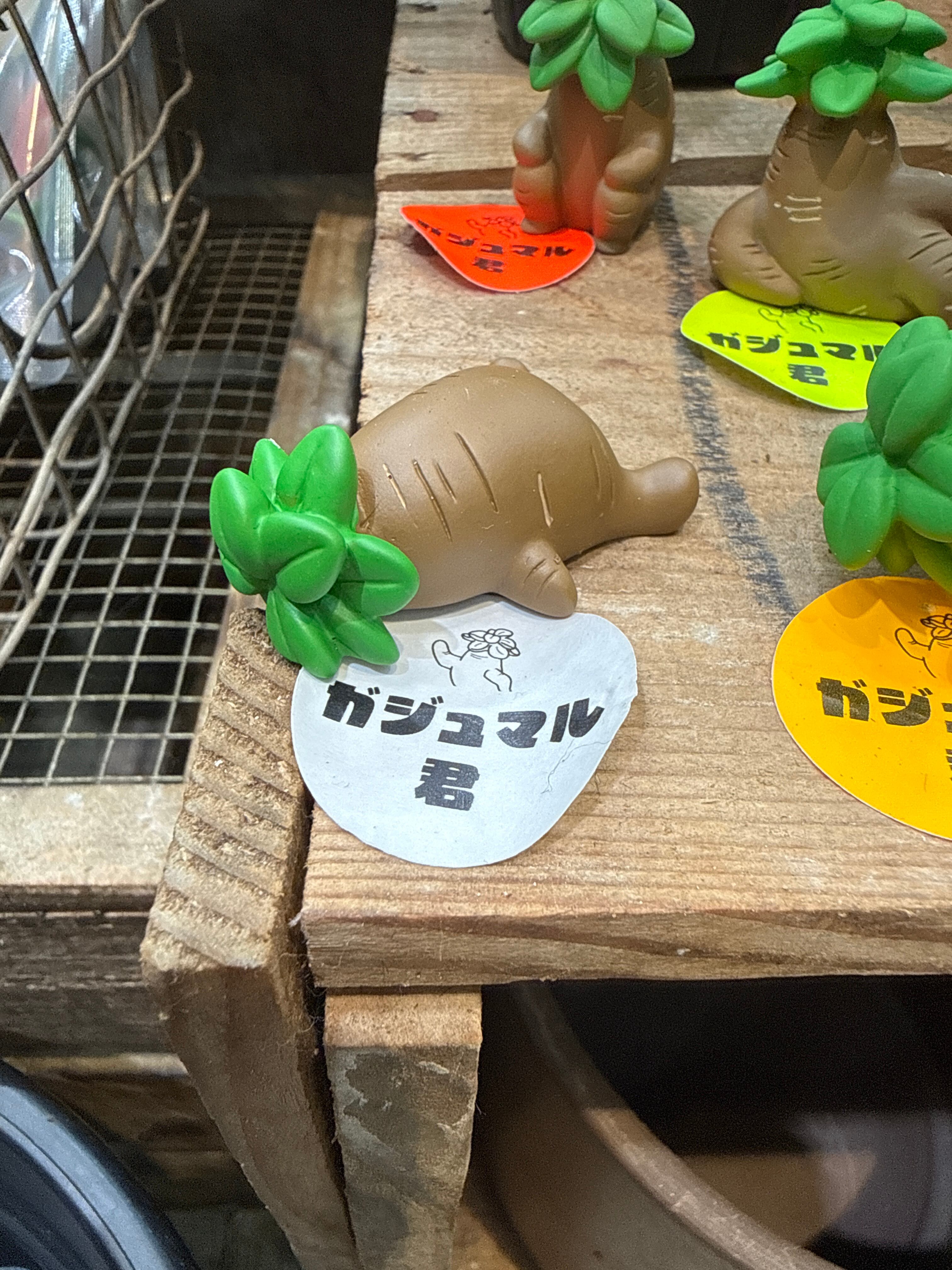 ガジュマル君 | Gardenえん 【観葉熱帯植物】