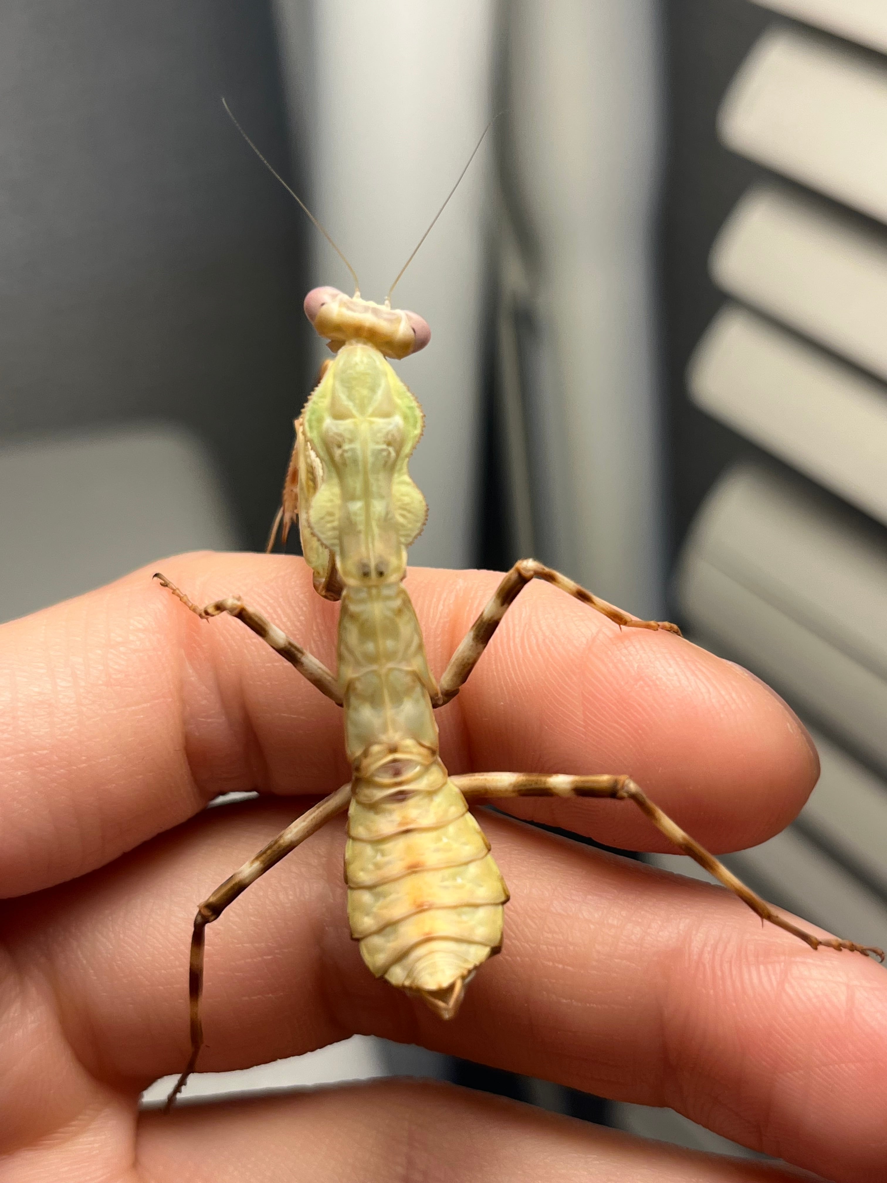カマキリ | オモニキチュウ