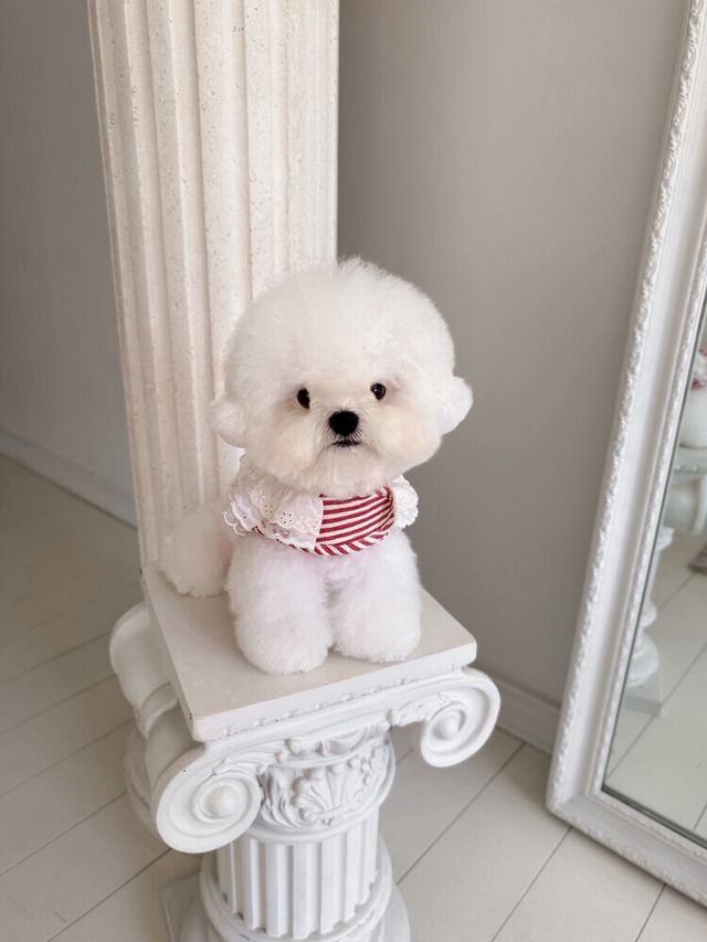 〈即納アイテム〉SICGGU / レッドアップルクーリングハーネス