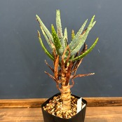 アロエ ディコトマ【713】