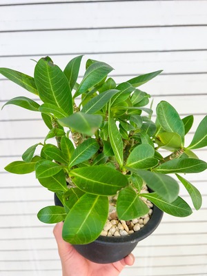 アデニウム モンスター 全方向分岐全開 綺麗なお花が咲きます