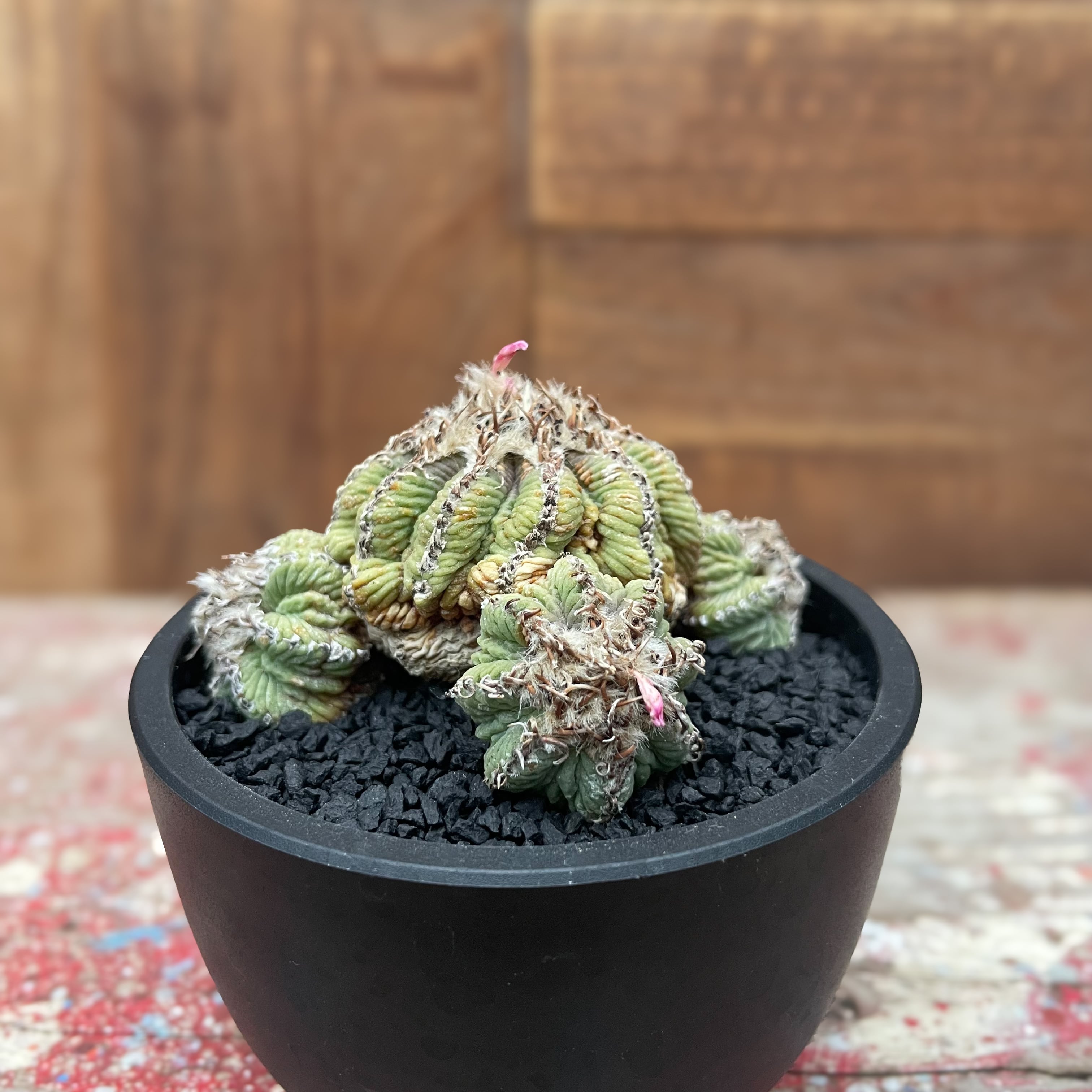 Aztekium ritteri【アズテキウム・花籠・実生】 | RIMO 