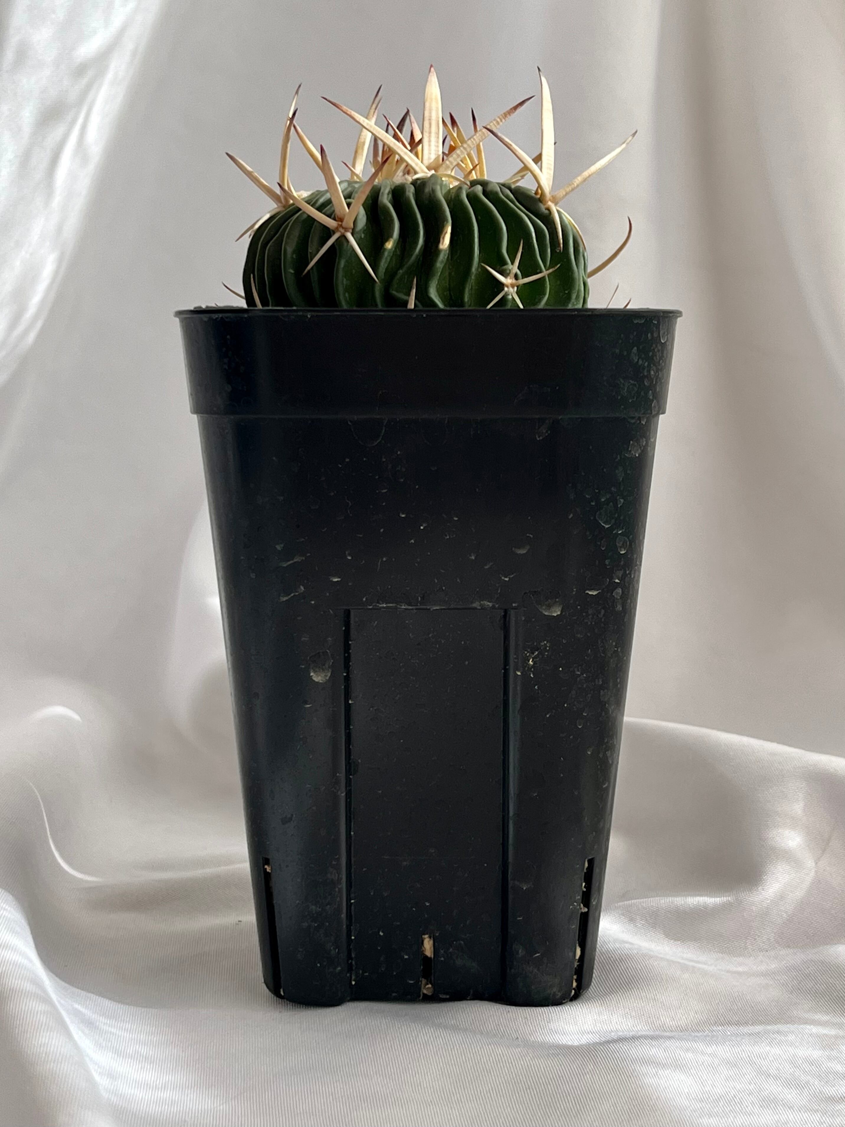Echinofossulocactus エキノフォスロカクタス 五刺玉 サボテン