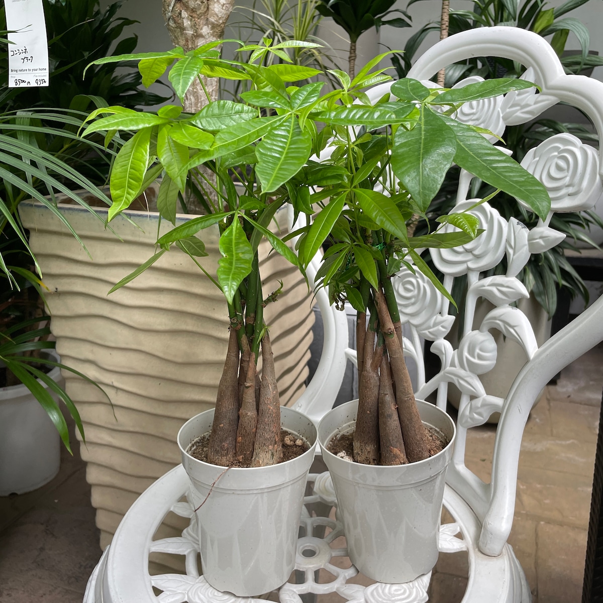 観葉植物の大定番 3本仕立て パキラ 発財樹 編み 4寸 観葉植物 風水 