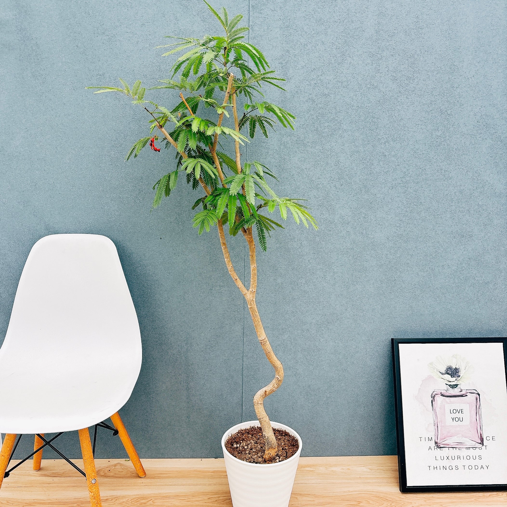 現品］【希少】17番 モンステラ 幹上がり 8号 観葉植物 室内 大型 現品