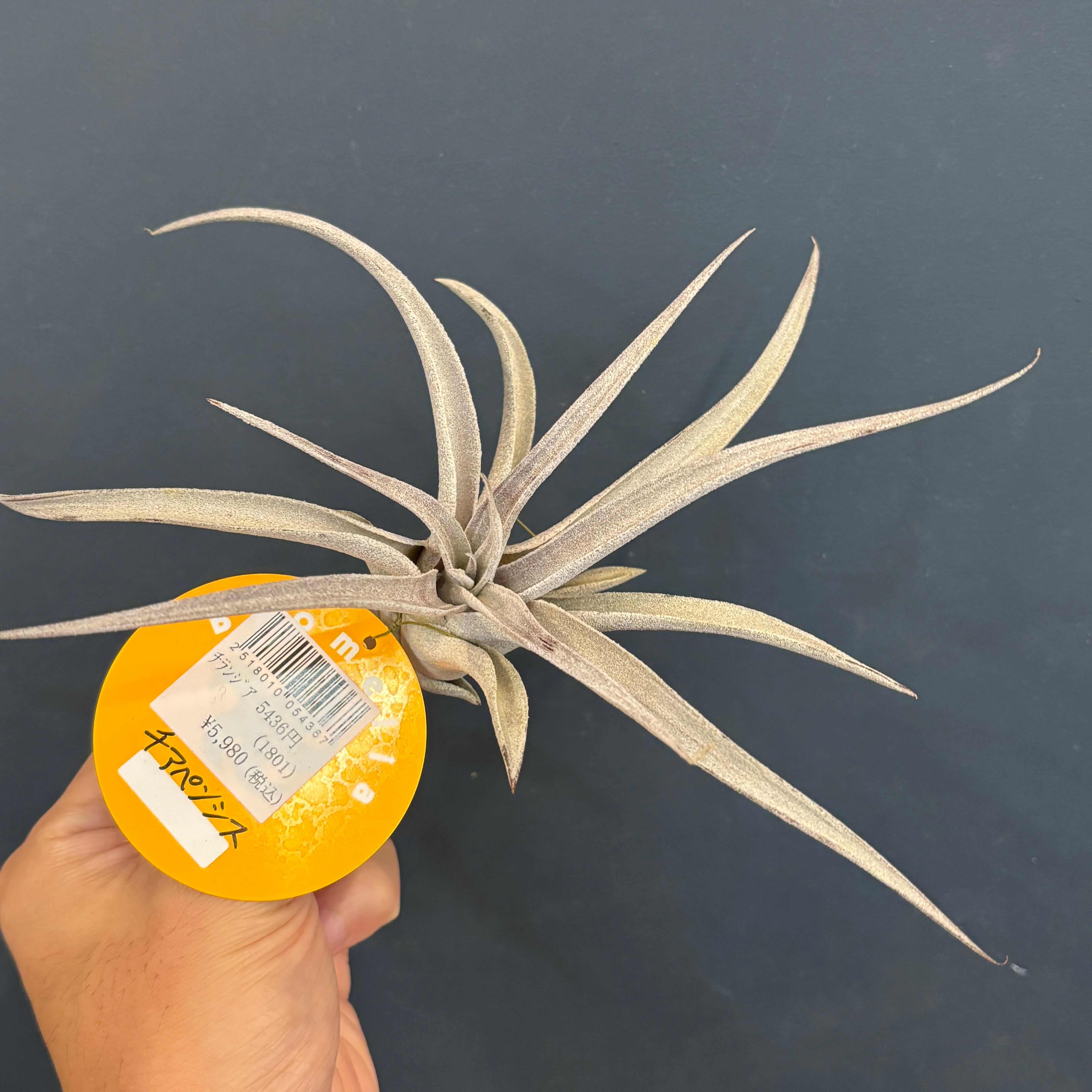 チランジア チアペンシス【1069】 | PROTOLEAF プロトリーフ