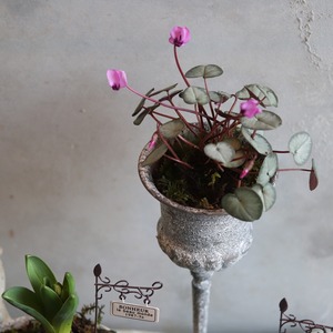 ハイゴケ　パック入り　球根アレンジにオススメ　寄せ植えの足元　苔玉　コケテラリューム　シャビースタイル