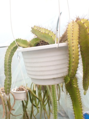 【R様用】Deamia testudo type1　5号吊り鉢