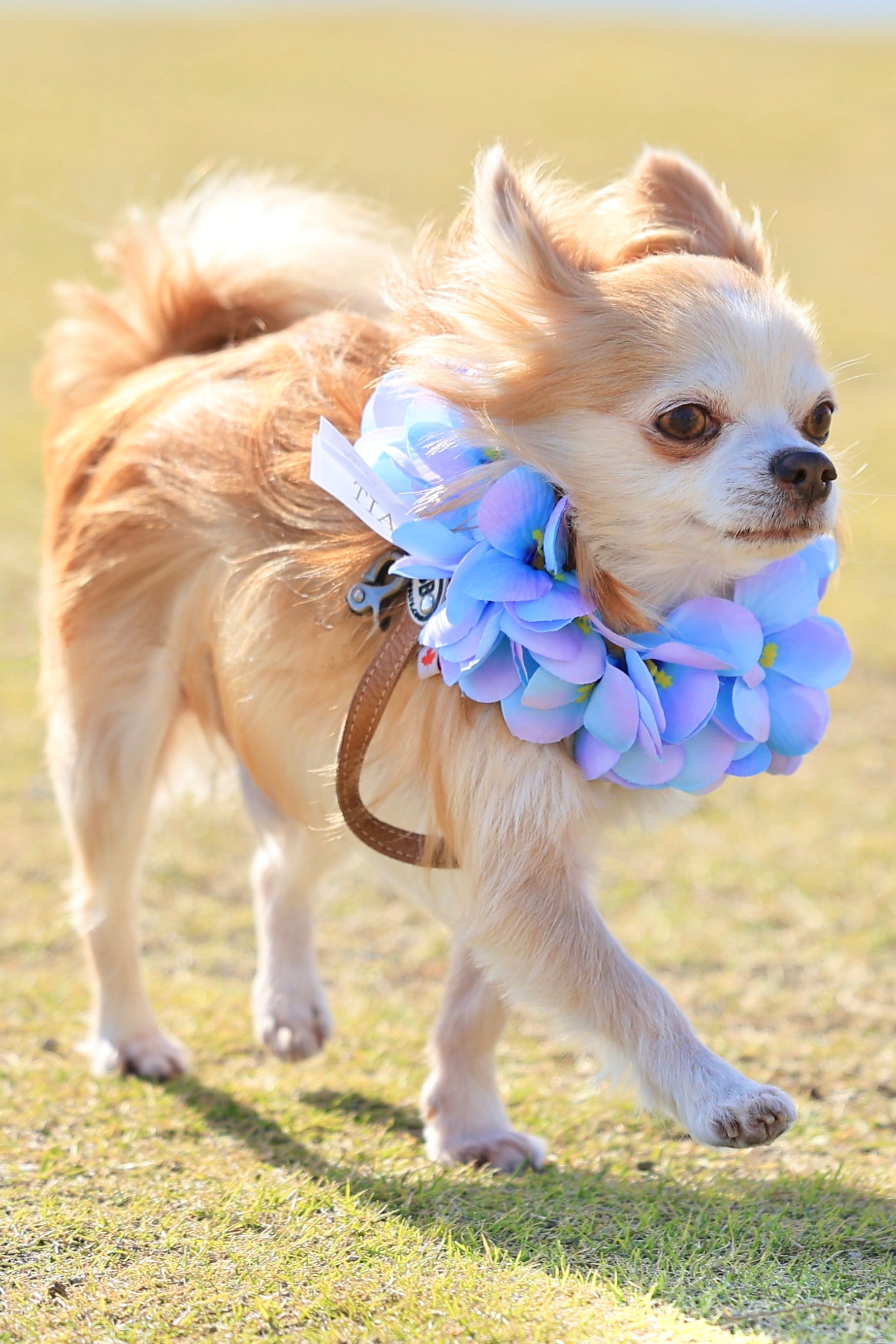 レアマーメイド