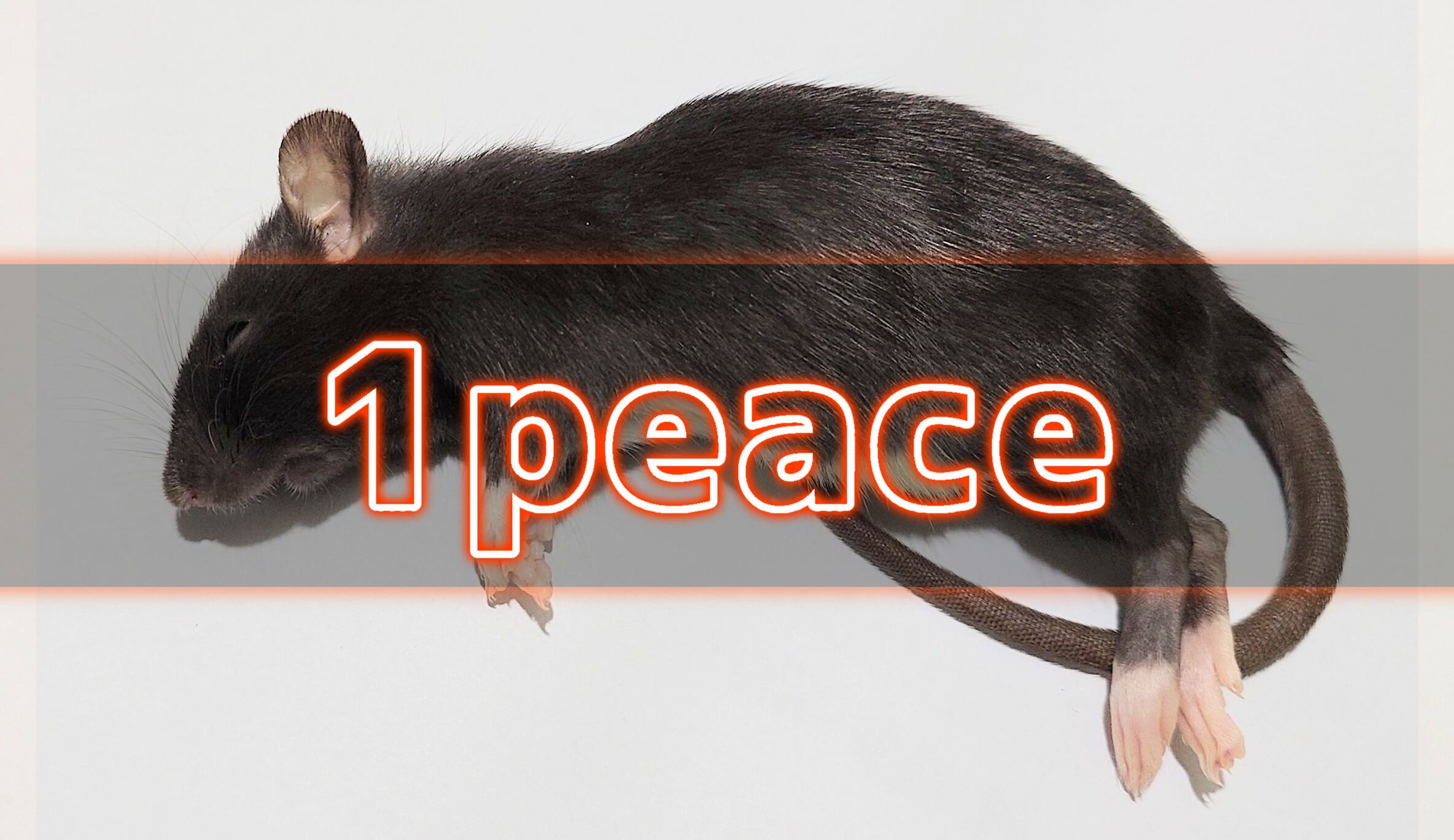 冷凍ラット 70~85g前後 30匹セット 特価 冷凍ラット 70~85g 30