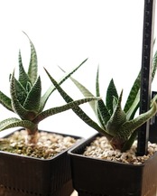 抜き苗 ガストラロエ 満天の星 Gasteraloe 'Manten no Hoshi'