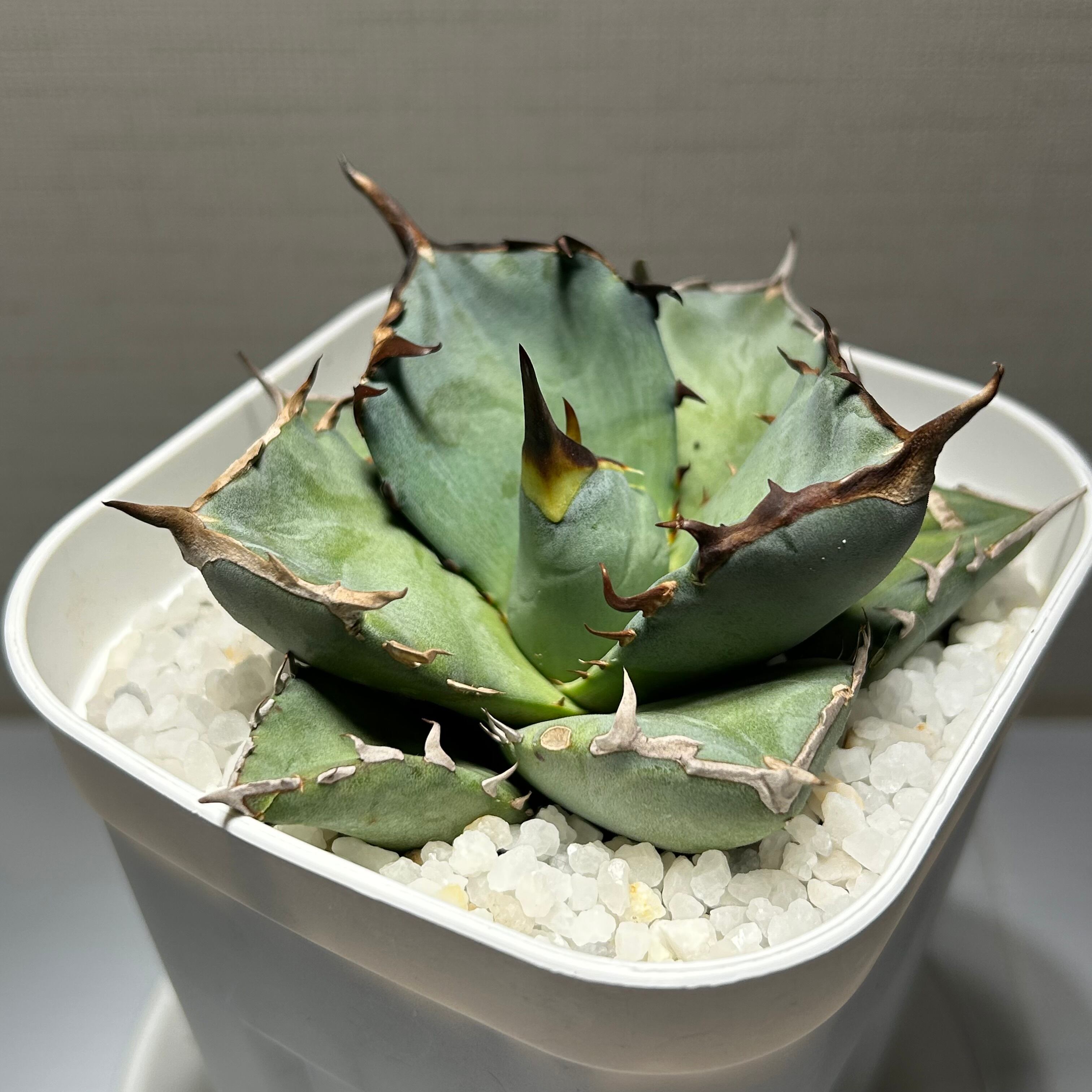 アガベ　オテロイ実生　プレステラ90 Agave oteroi 実生株 24個セット（プレステラ90入り