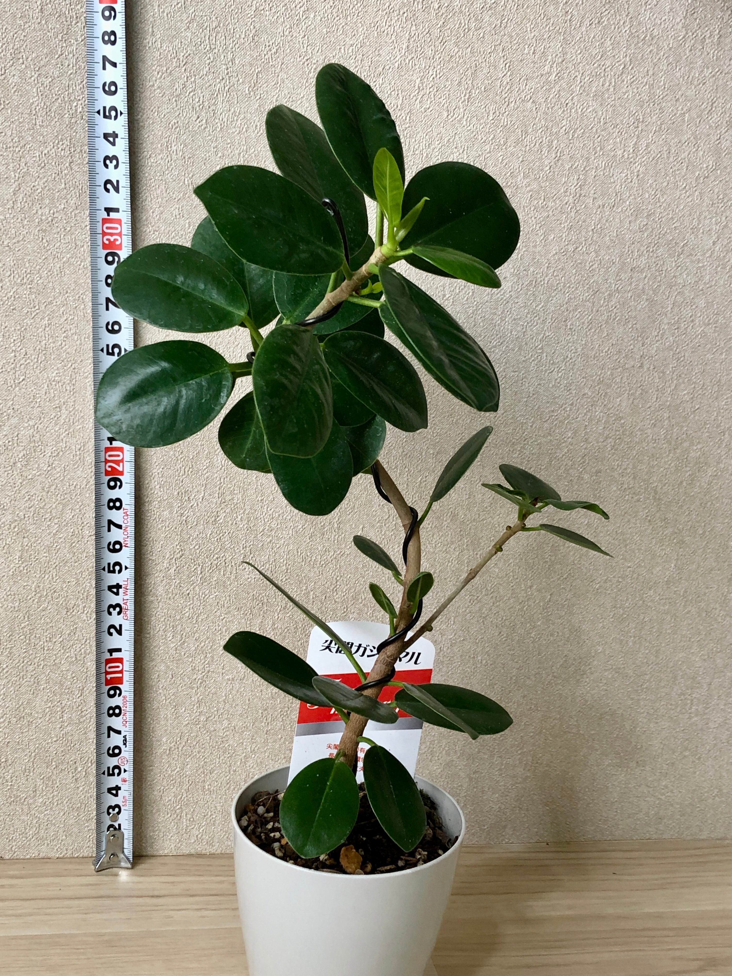 尖閣ガジュマル 曲げ木仕立て 3号鉢 | 野本植堂