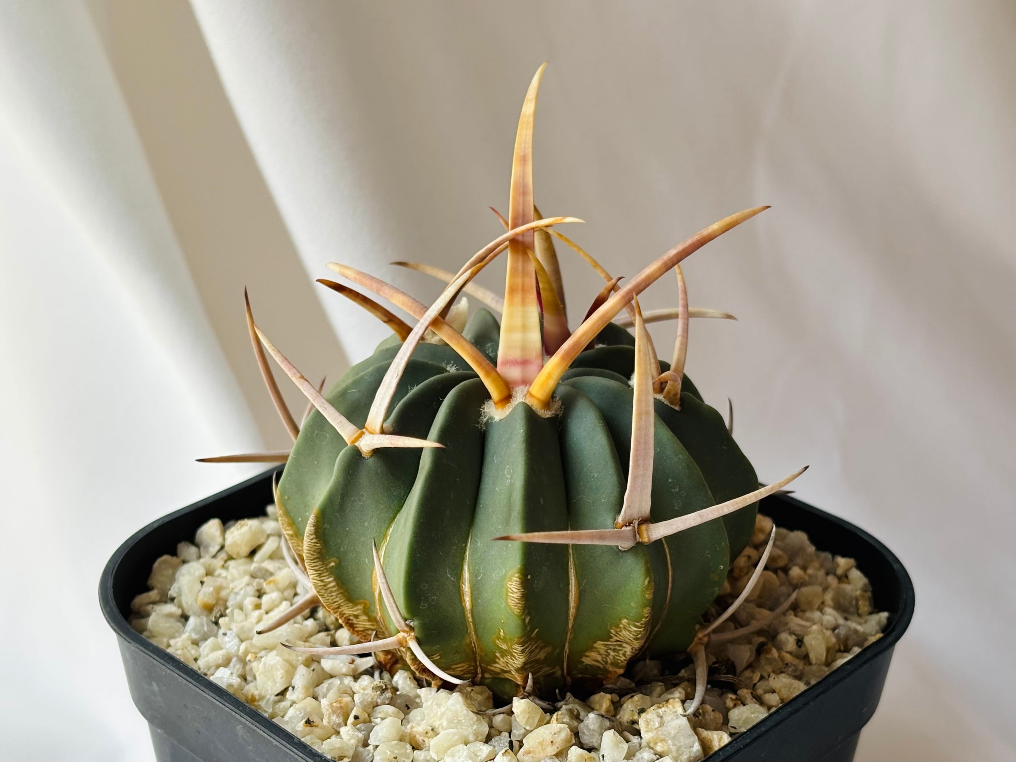 Echinofossulocactus エキノフォスロカクタス 長刺振武玉 サボテン