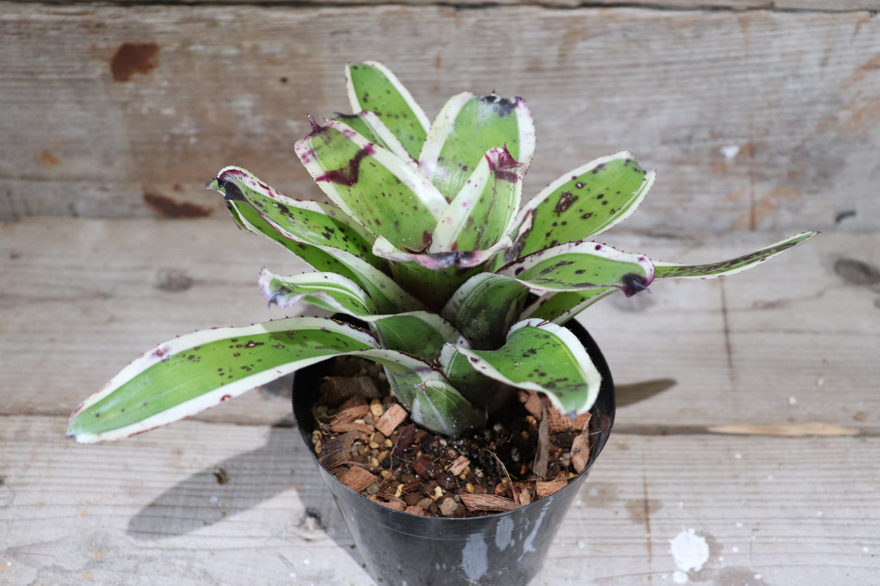 送料無料】Neoregelia'Blueberry Cheesecake'〔ネオレゲリア