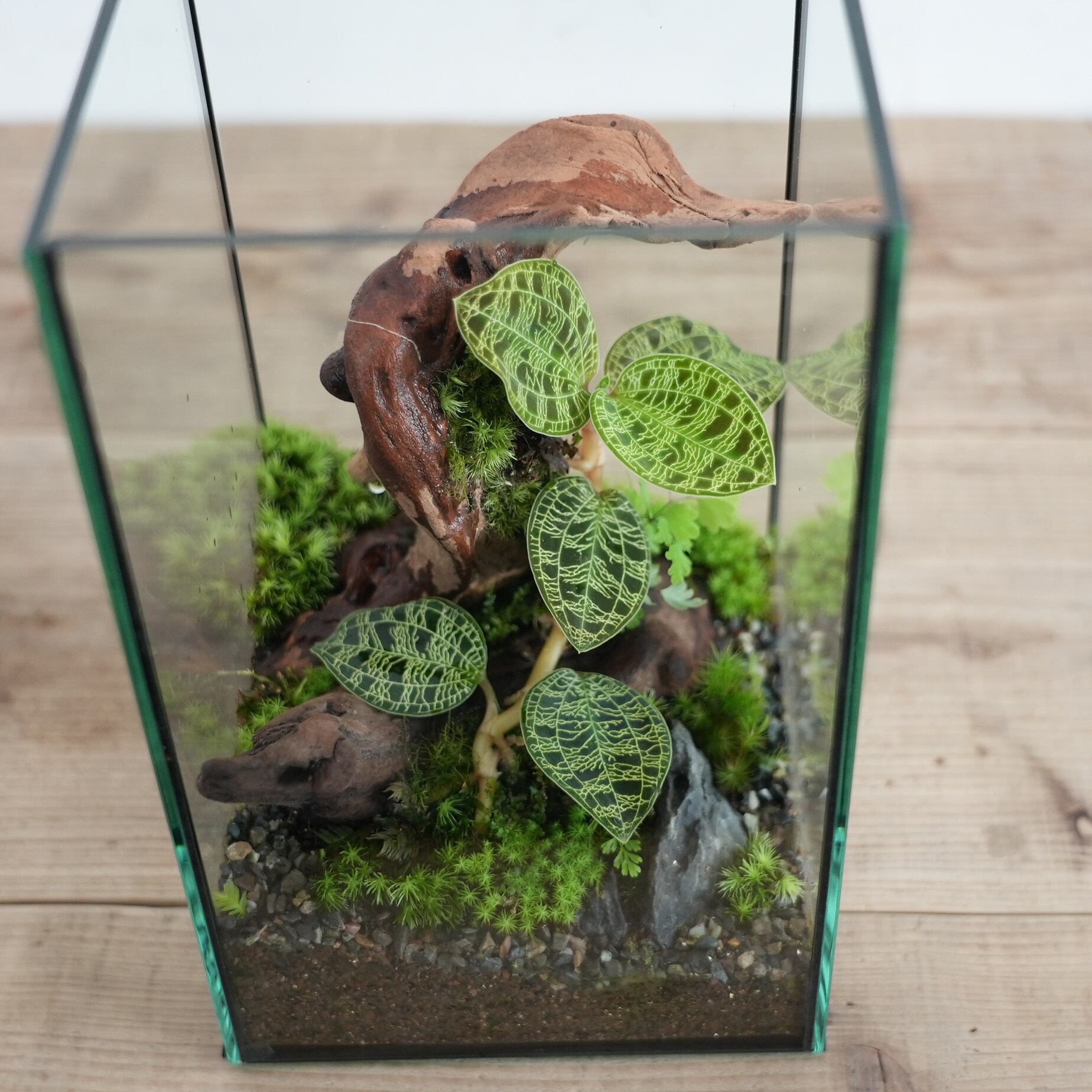 オーダー参考】森の宝石 | 苔テラリウム専門ショップ道草