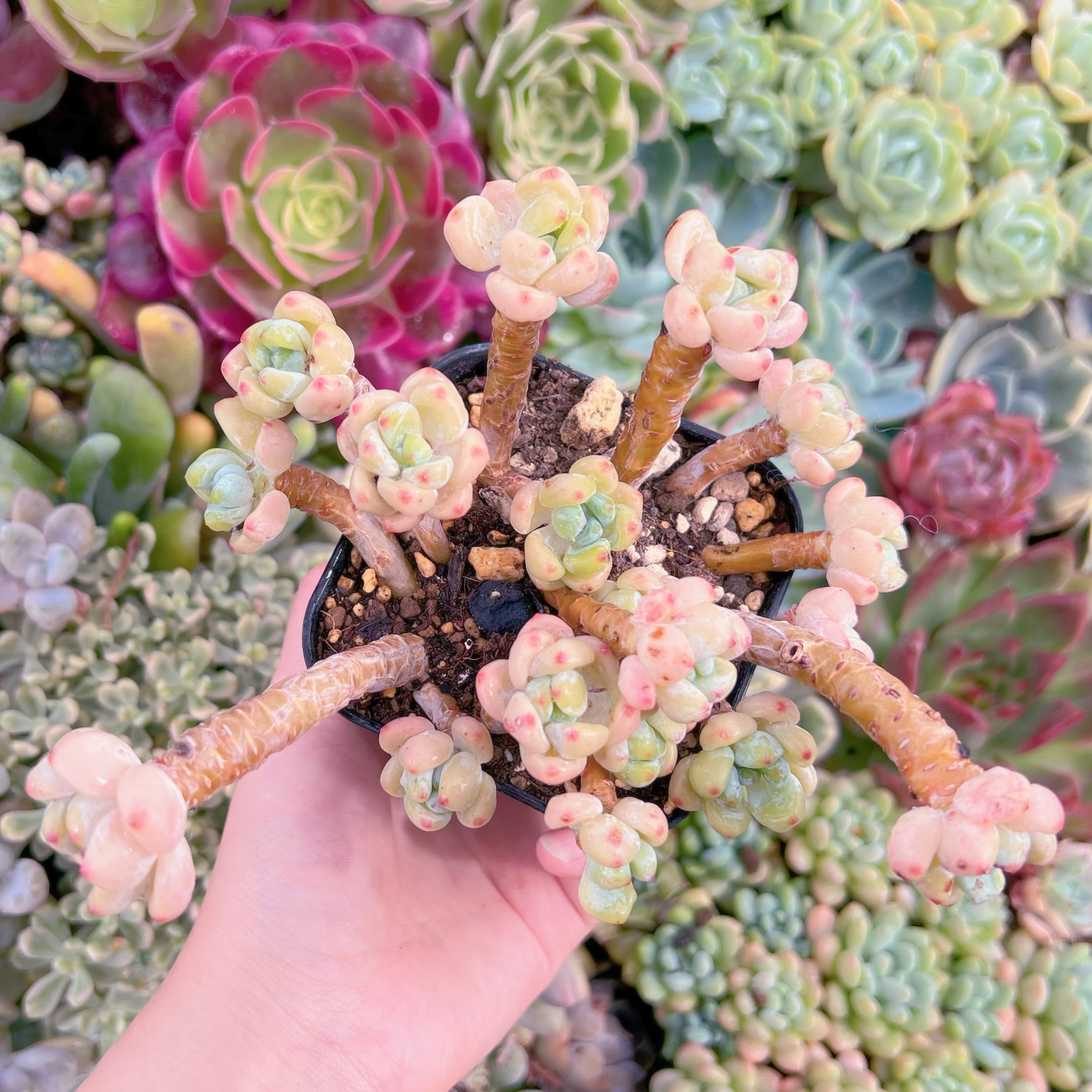 現品　ピンクラウル#F092　るる農園